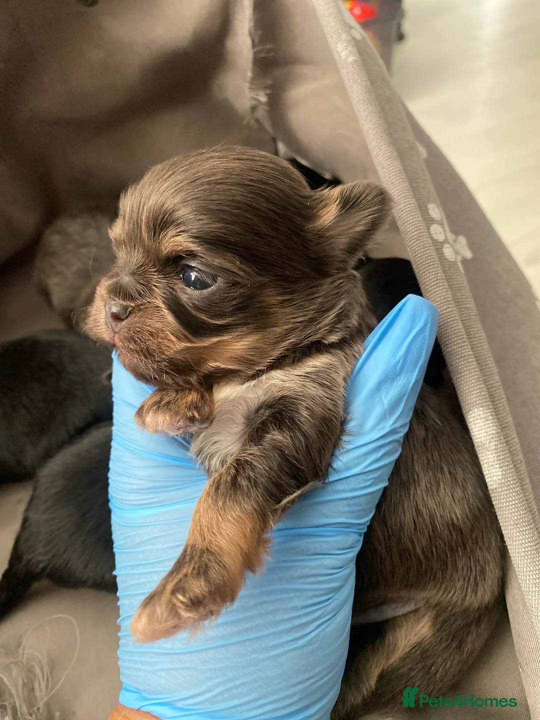 Mixed Breed dogs for sale: Adorable Tini malchi puppies  - Advert 20