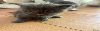 Ragdoll 5