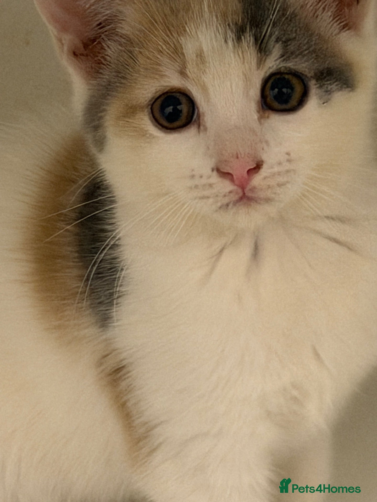 Domestic Shorthair cats British shorthair kittens  - Advert 5