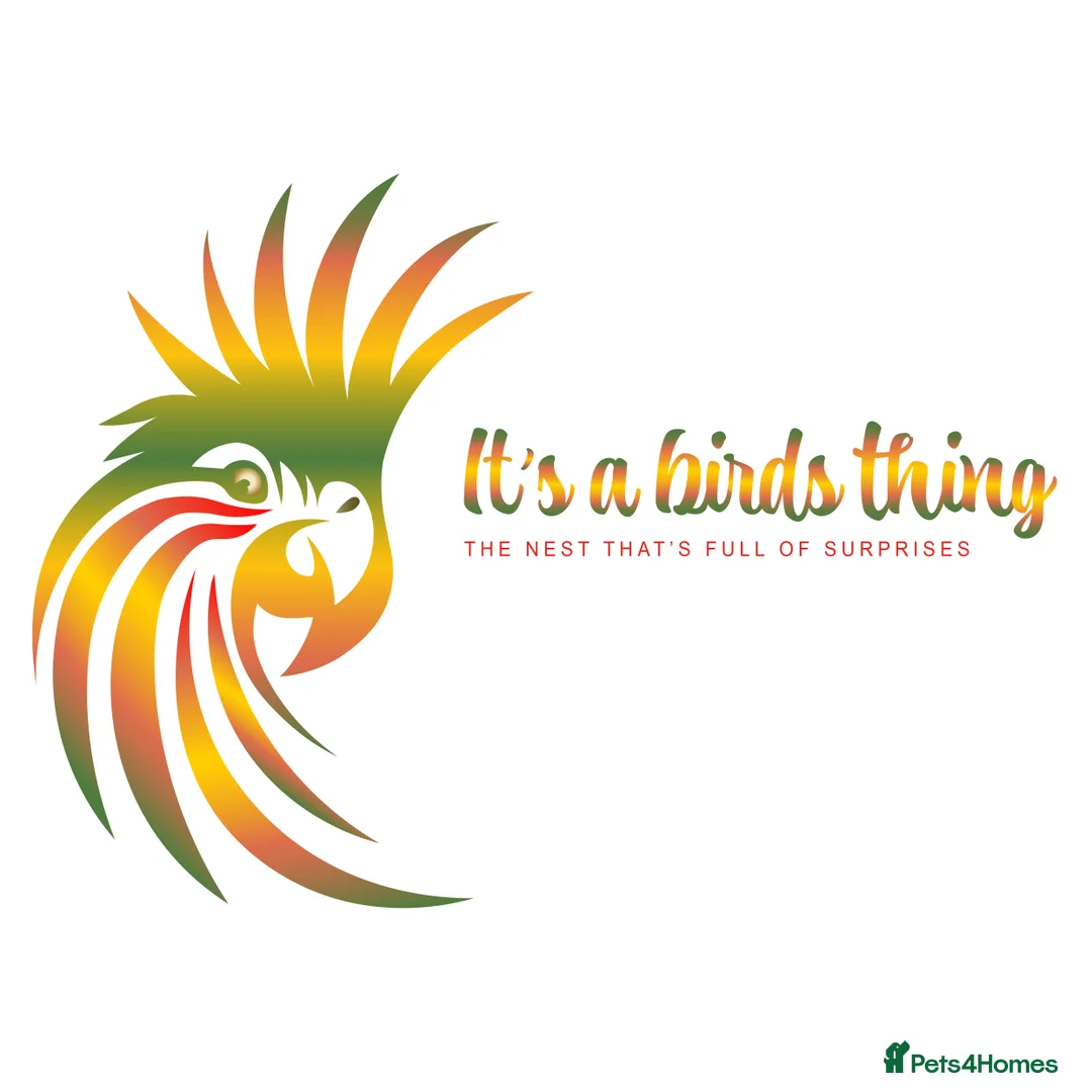 Mixed Breed birds for sale: It's a Birds Thing!!! - Image 11