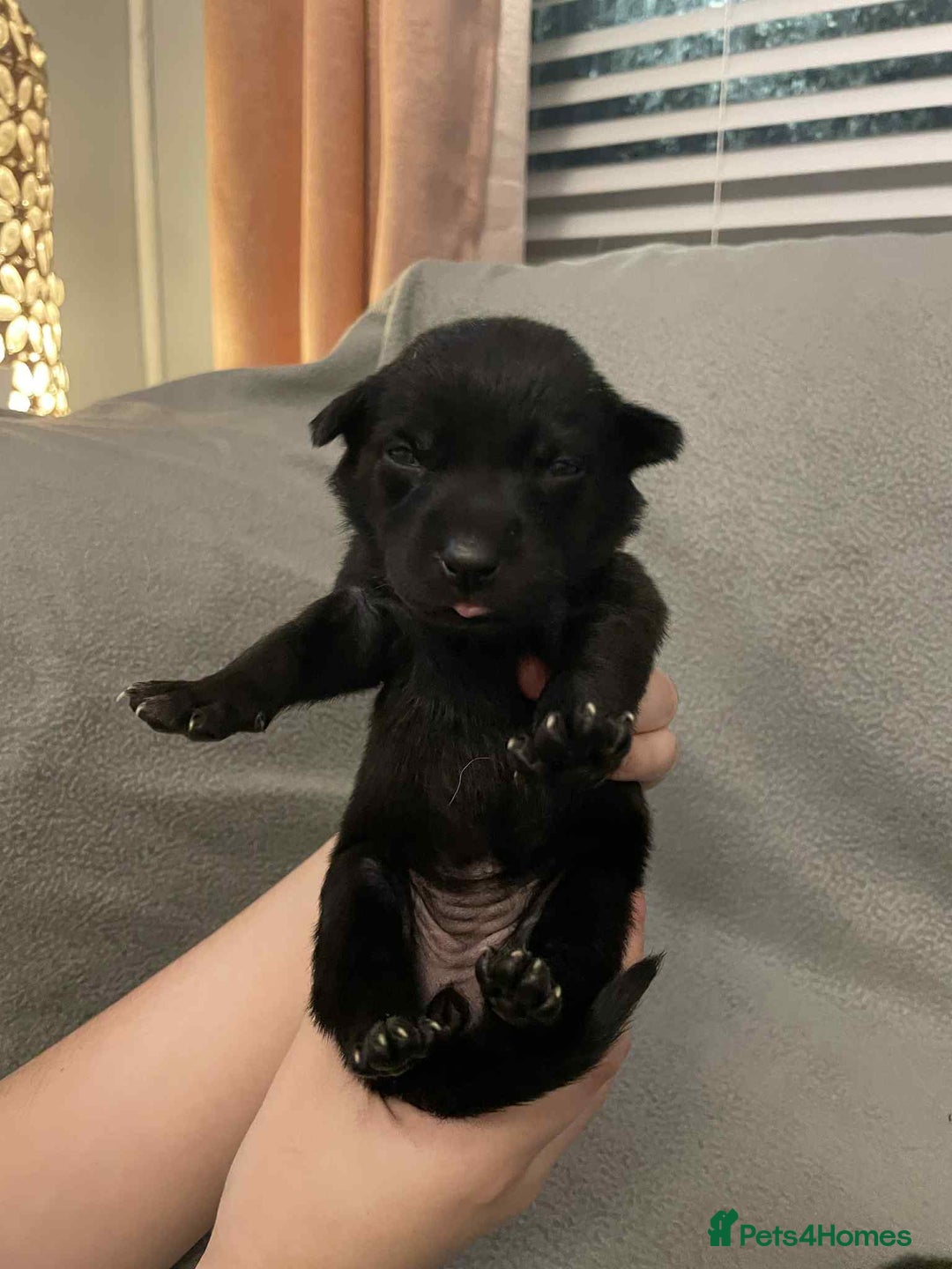 Mixed Breed dogs for sale: Thai ridgeback x merle border collie  - Image 3