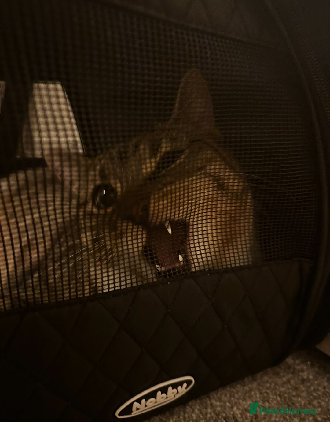 British Shorthair cats for sale: Free Half British Shorthair - Image 2