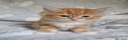 Mixed Breed cats for sale: Cute kittens  - Advert 2