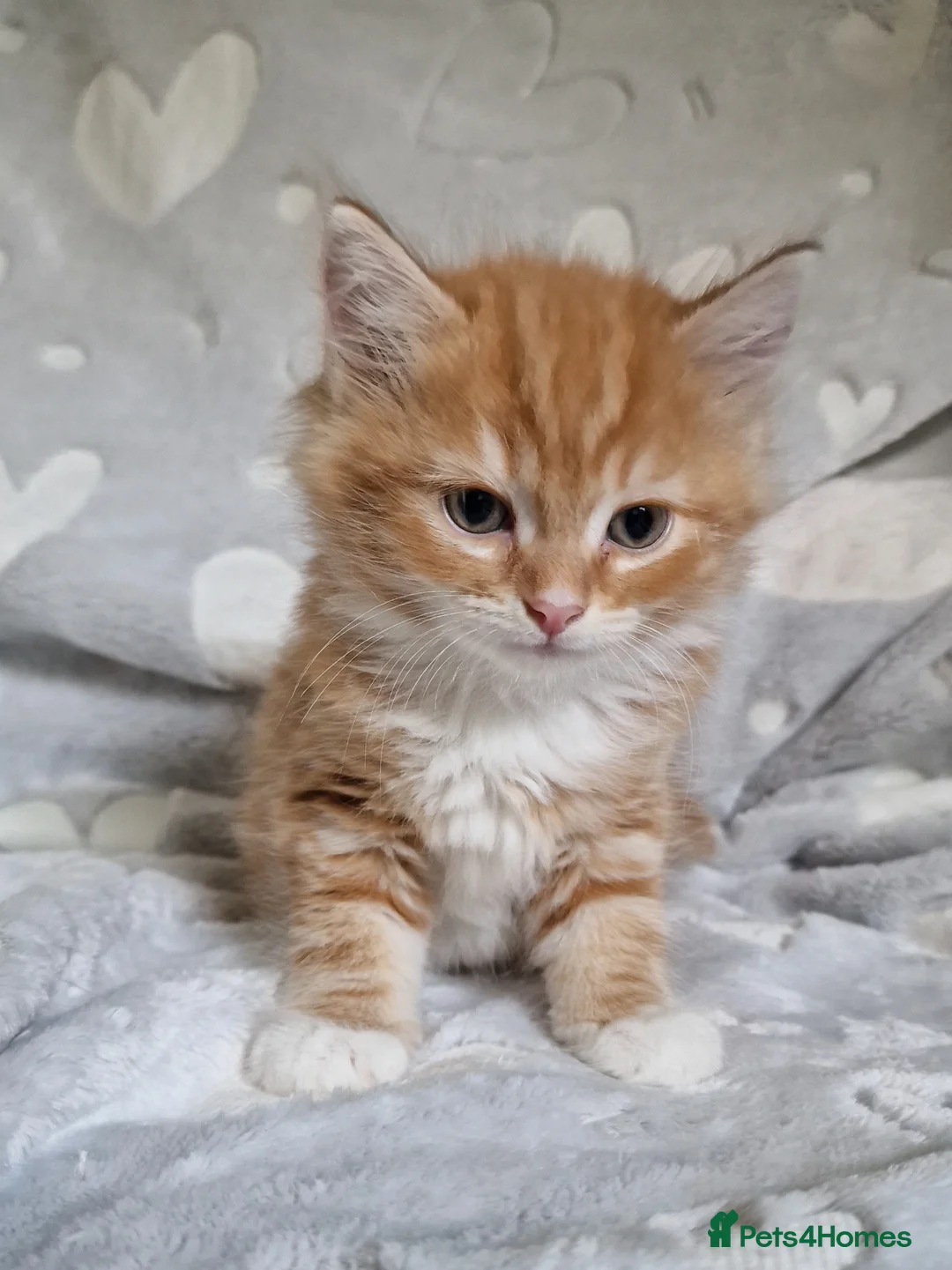 Mixed Breed cats for sale: Cute kittens  - Advert 2