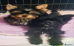 Yorkshire Terrier dogs for sale: Yorkshire Terrier puppies  - Advert 3