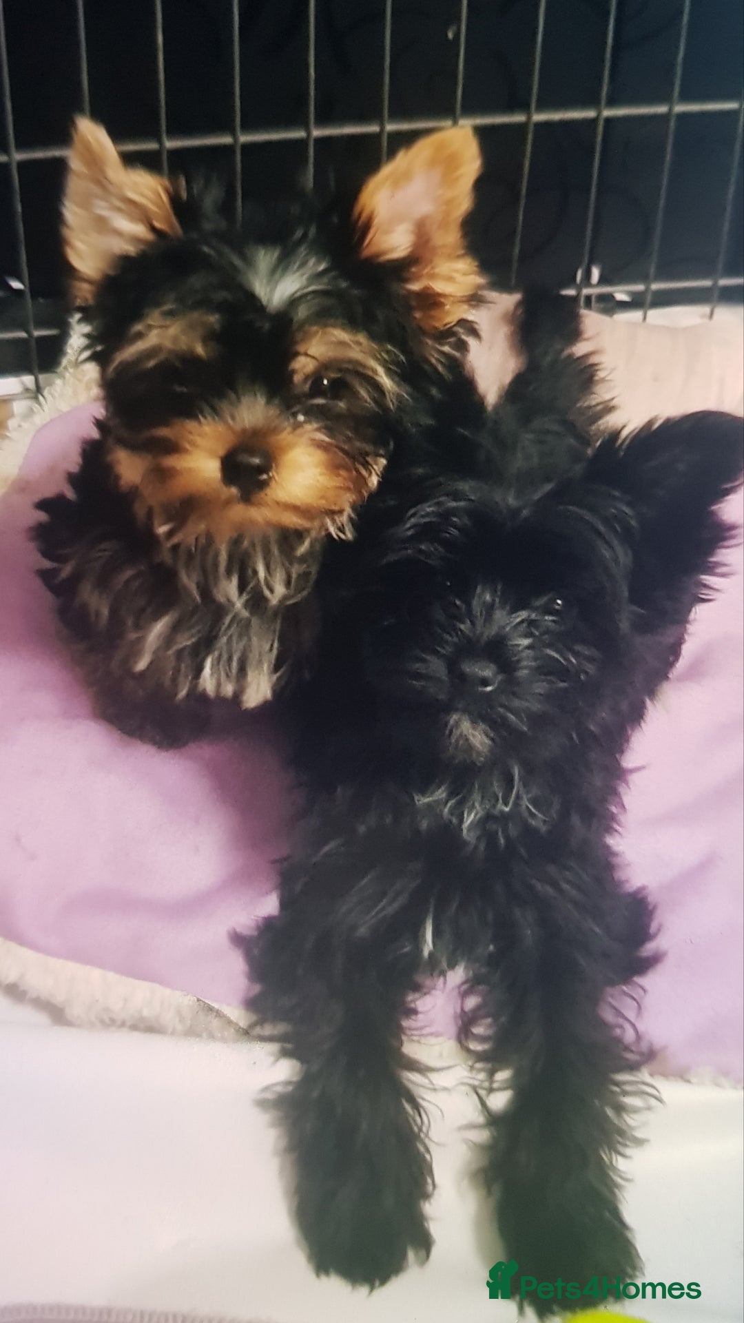 Yorkshire Terrier dogs for sale: Yorkshire Terrier puppies  - Advert 3