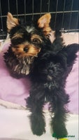 Yorkshire Terrier dogs - Advert 6