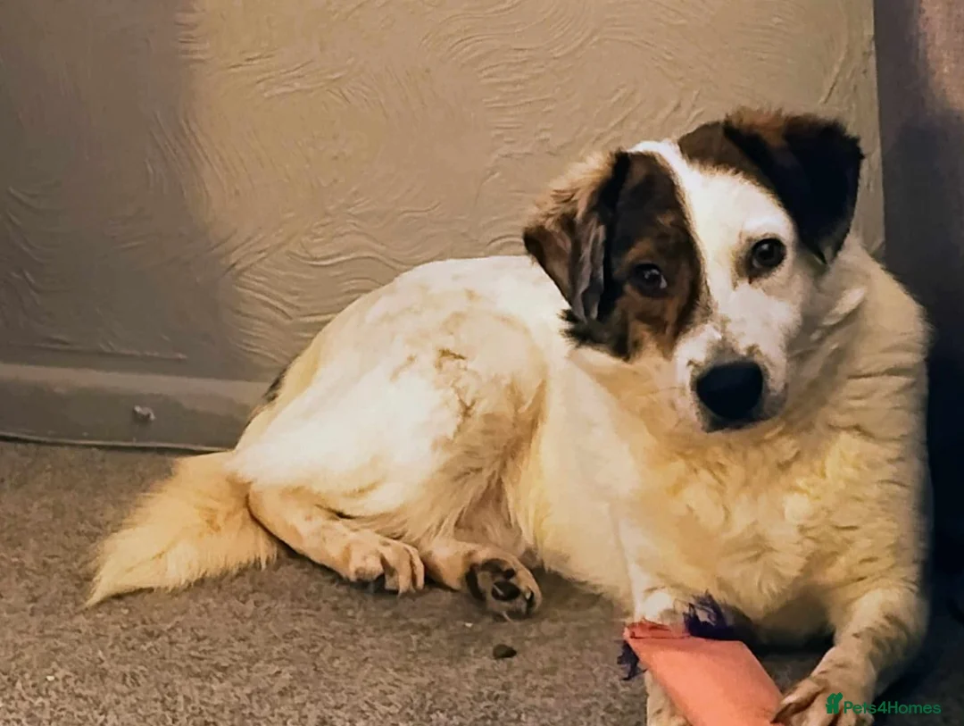Mixed Breed dogs for adoption: Meet Patch, currently residing in Sheffield - Advert 1