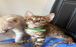 Bengal cats for sale: Pedigree Snow Bengal Kittens with TICA - Image 13