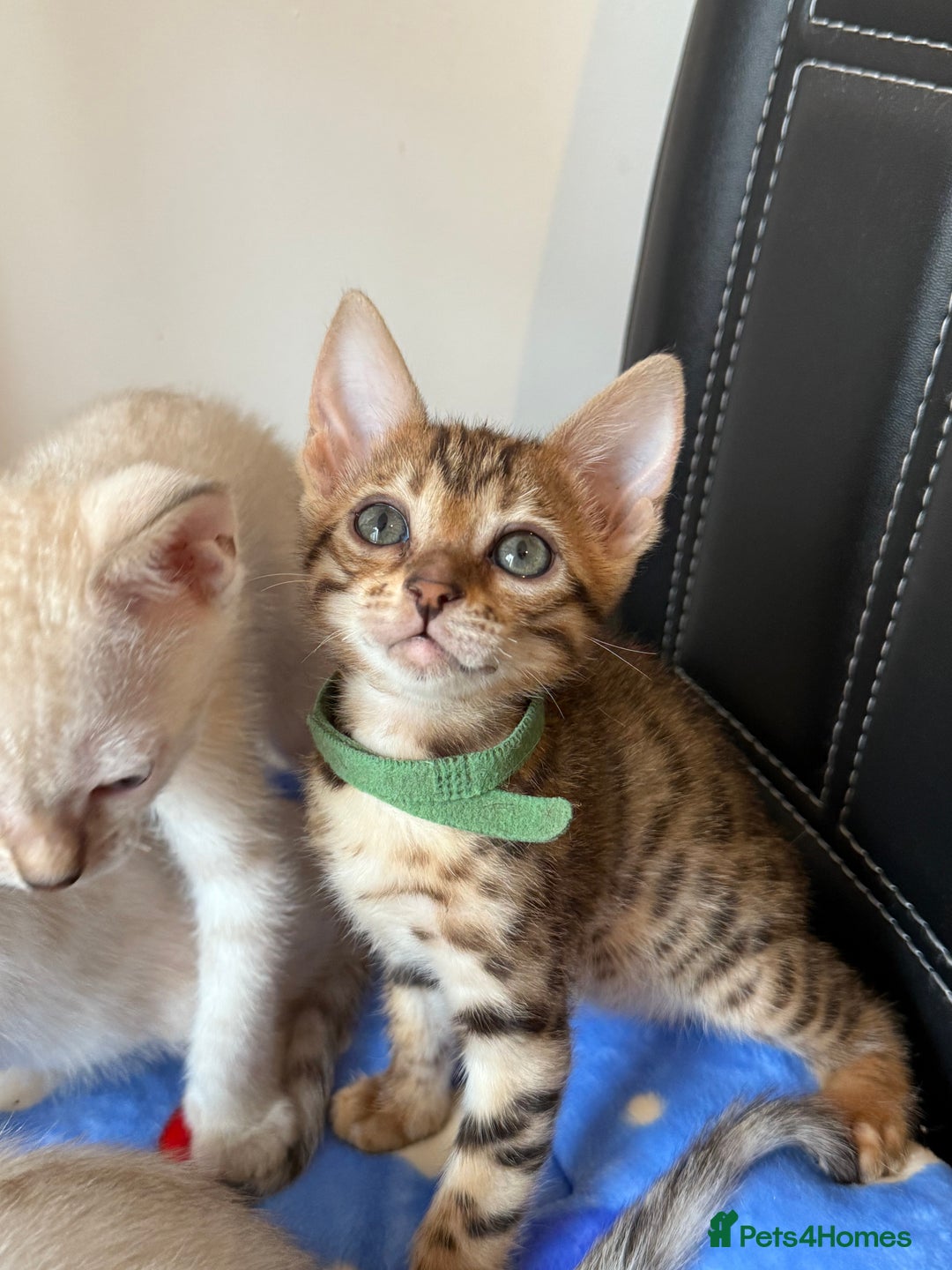 Bengal cats for sale: Pedigree Snow Bengal Kittens with TICA - Image 13
