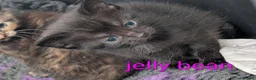 Mixed Breed cats for sale: Kittens  - Advert 10