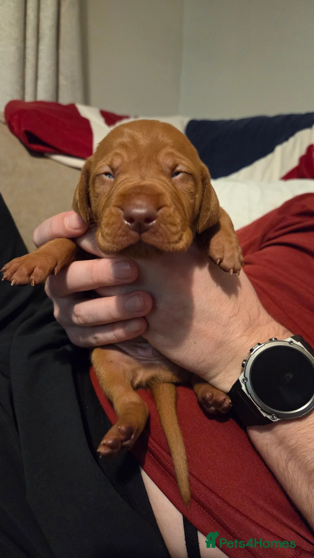Hungarian Vizsla dogs for sale: 🧡 Hungarian Vizslas. Exceptional pedigrees 🧡 - Advert 28