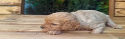 Cavapoo dogs for sale: Cottage Cavapoo puppies 5* Council reg’d  - Advert 14