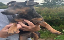Jack Russell dogs for sale: Blue female Jack russle  - Image 4