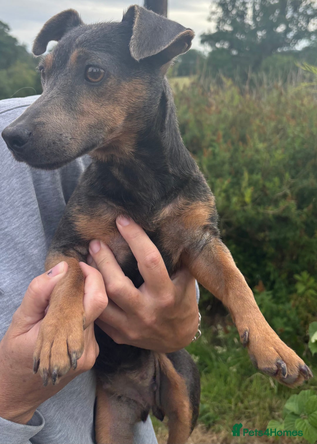 Jack Russell dogs for sale: Blue female Jack russle  - Image 4