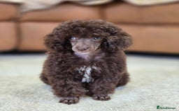 Toy Poodle dogs for sale: Gorgeous Tiny Toy Poodle Pups  - Image 8