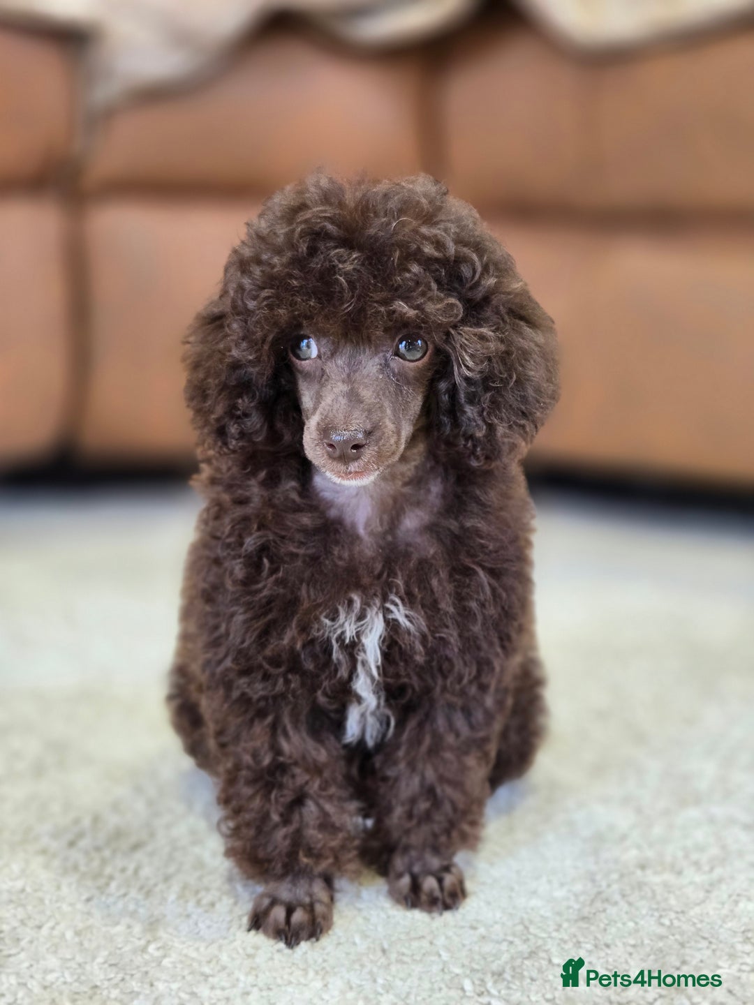 Toy Poodle dogs for sale: Gorgeous Tiny Toy Poodle Pups  - Image 8