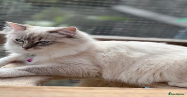 Ragdoll cats Tortie, Lynx, Chimera pure ragdoll girls - Advert 7