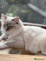 Ragdoll cats Tortie, Lynx, Chimera pure ragdoll girls - Advert 10