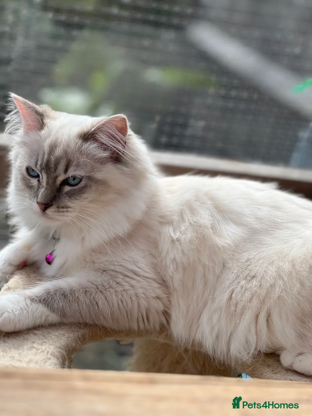 Ragdoll cats for sale: Blue Tortie Lynx kittens pure ragdolls - Advert 10