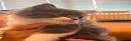 Mixed Breed cats for sale: Gorgeous ragdoll mixed breed  in Pontefract - Advert 27