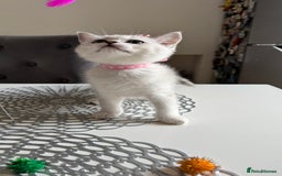 Scottish Fold cats for sale: Scottish Straight Girl  - Image 6