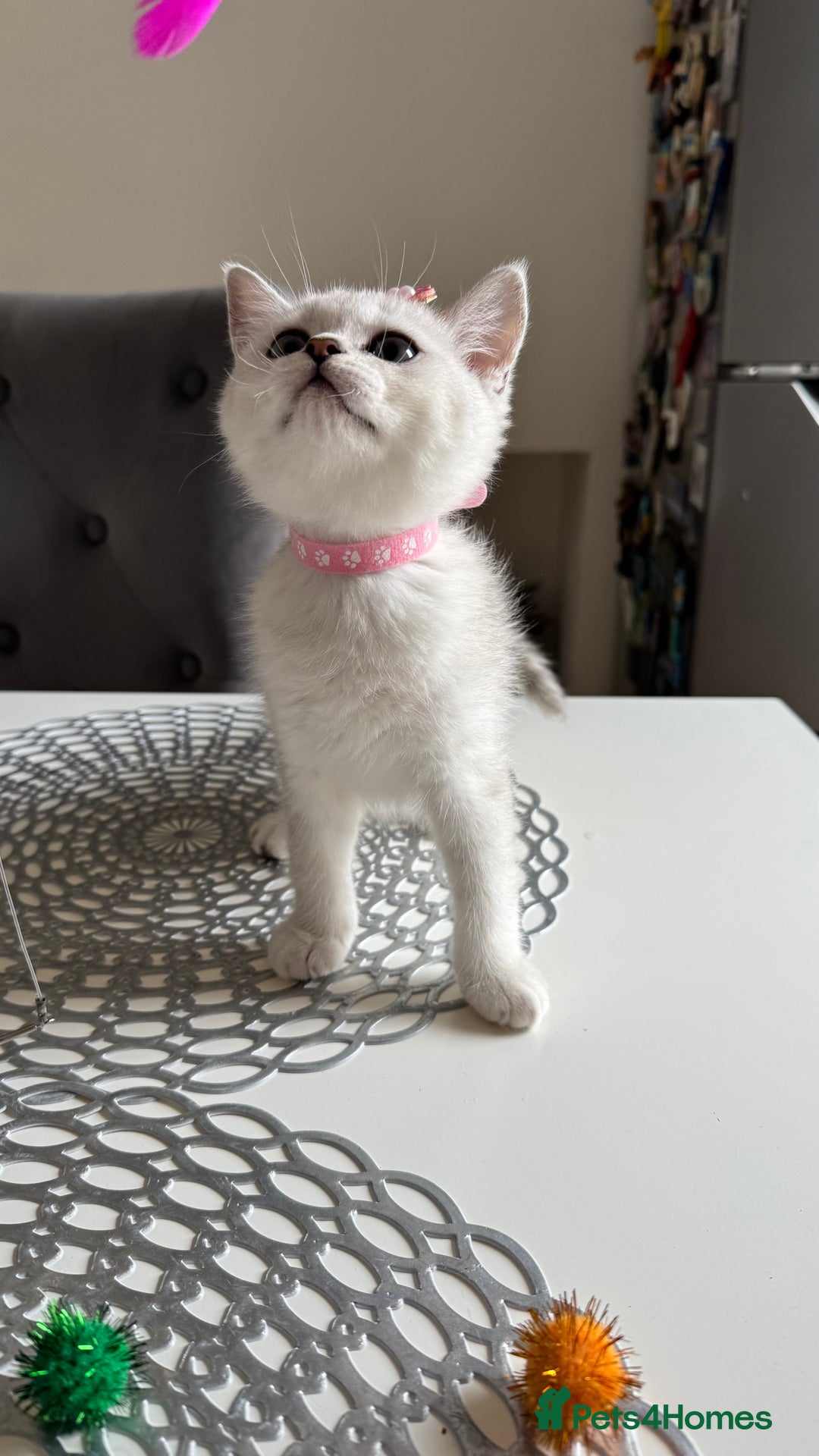 Scottish Fold cats for sale: Scottish Straight Girl  - Image 6