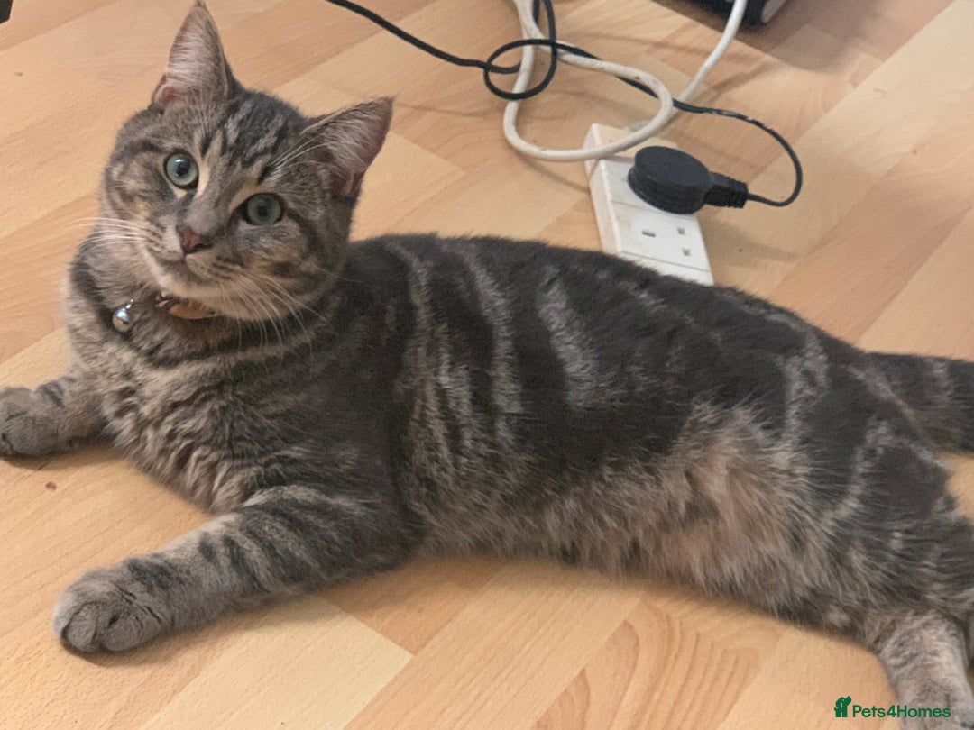 Domestic Shorthair cats for sale: 🐾 Loving Home for Milo🐾 (w automatic litterbox)  - Image 7
