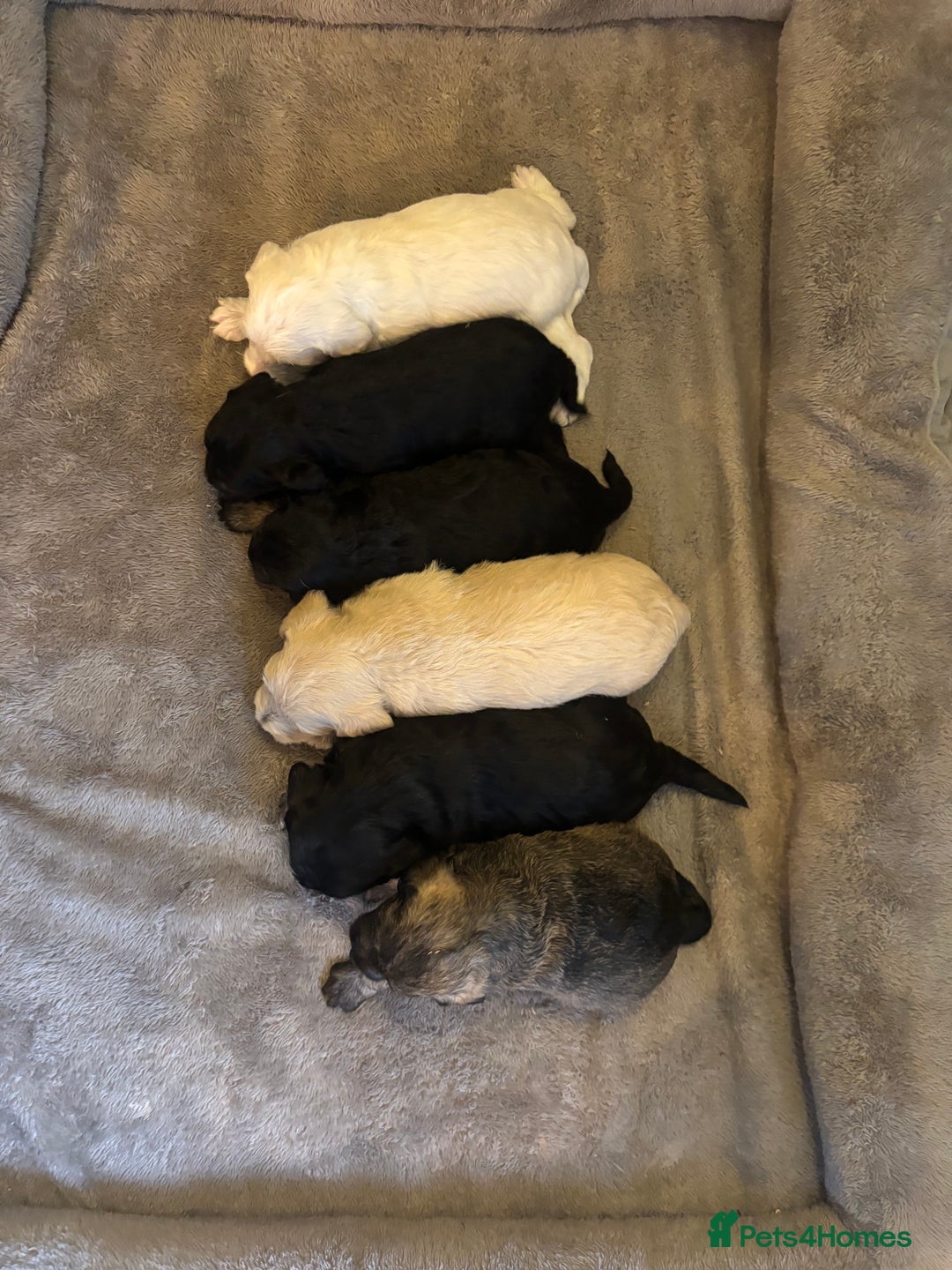 Schnoodle dogs for sale: Beautiful Schnoodle Puppies KC Reg Parents!!  - Image 8