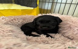 Cocker Spaniel dogs for sale: Beautiful Cocker Spaniels  - Image 1