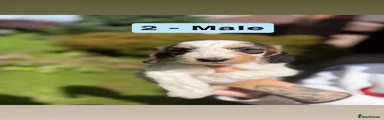 Puppy 2 - Male