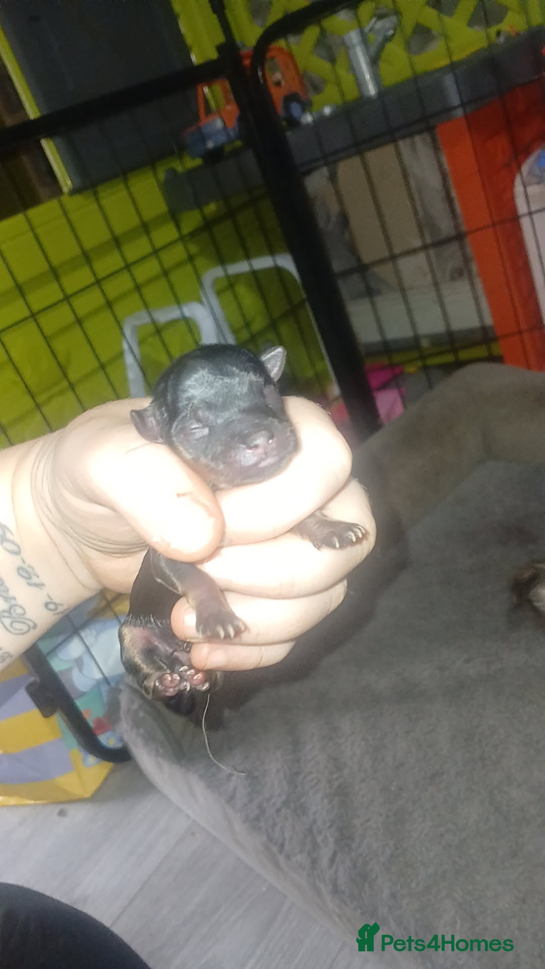 Chorkie dogs for sale: Chihuahua/yourkshire terrier pups - Image 2