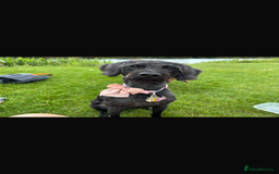 Mixed Breed dogs for sale: Beautiful Girl and Boy Cockadors  - Image 6