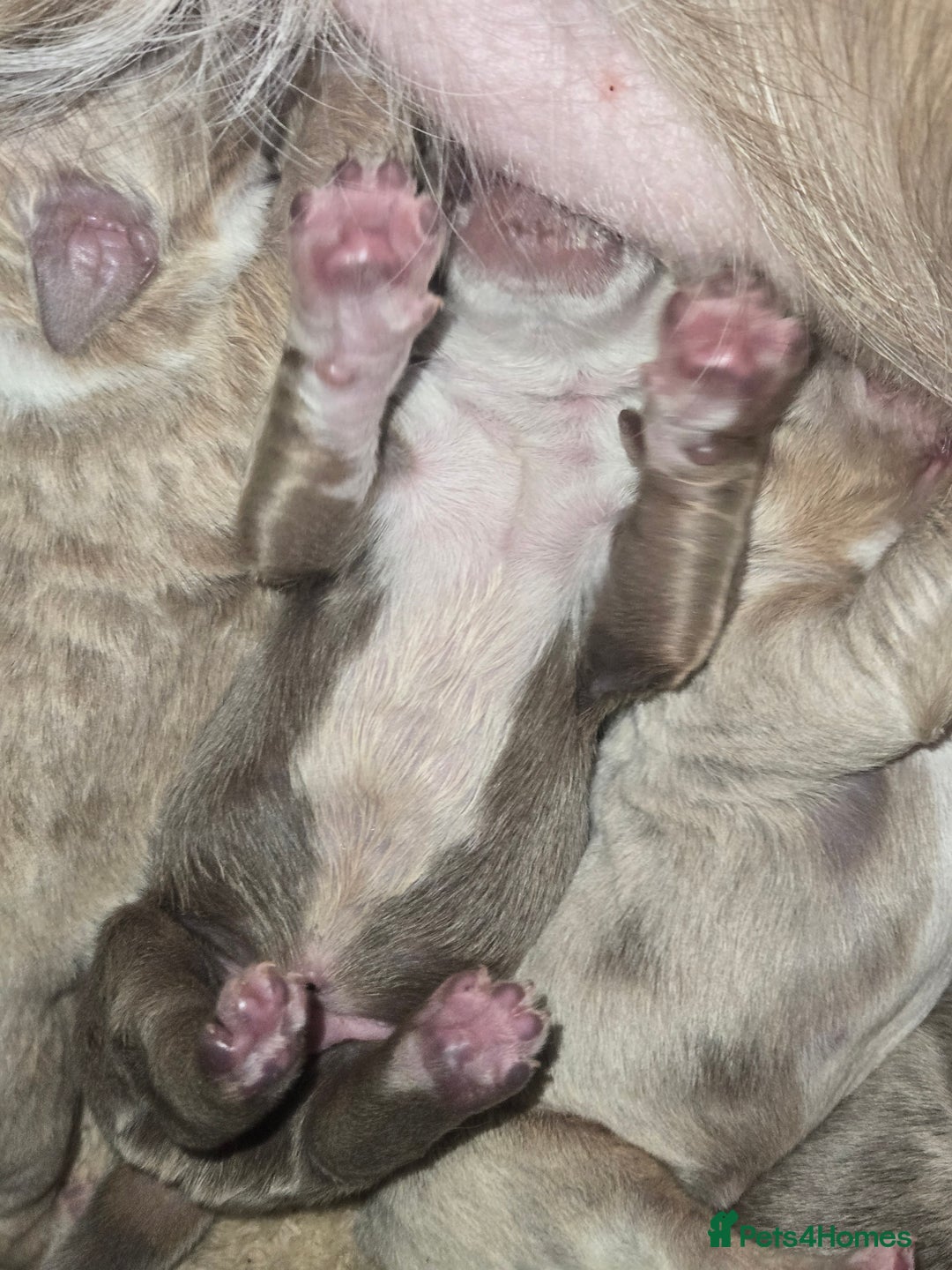 Olde English Bulldogge dogs for sale: Mammut : Fluffy Olde English Bulldog puppies. - Advert 28