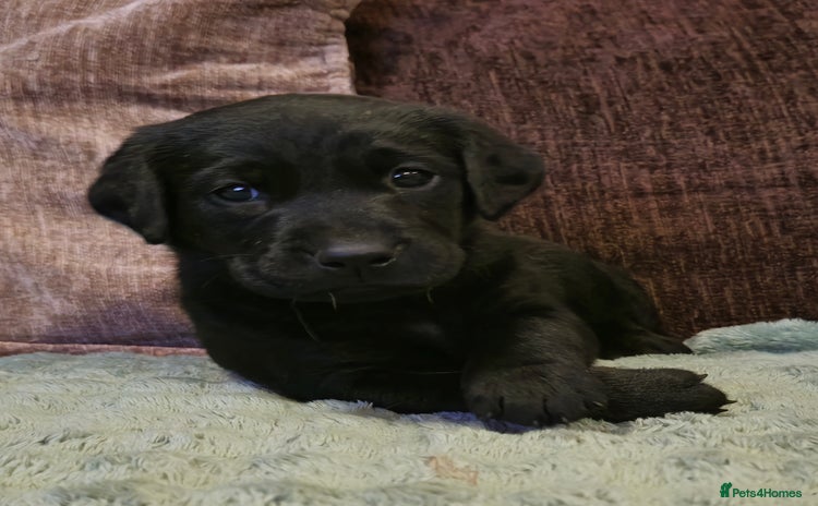 Labrador Retriever dogs - Advert 3