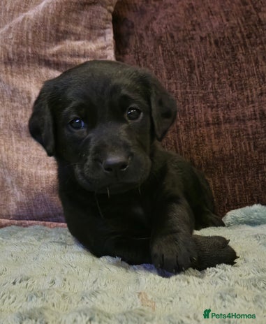 Labrador Retriever dogs - Advert 3