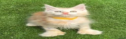 Maine Coon cats for sale: Last Boy Ready now Tica MaineCoon  - Advert 16