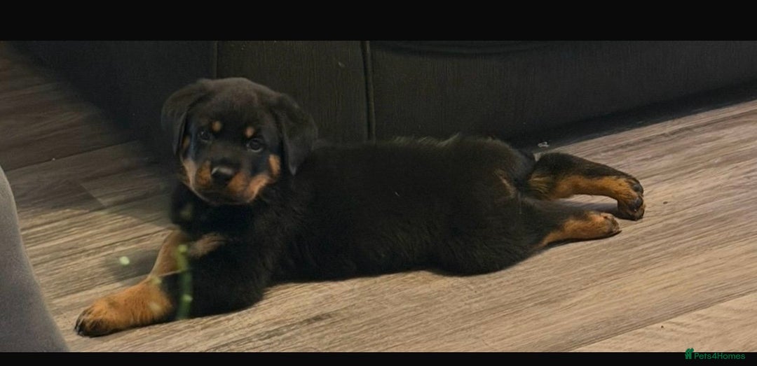 Rottweiler dogs for sale: Pick of litter boy  - Advert 1