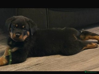 Rottweiler dogs Pick of litter boy - Advert 1