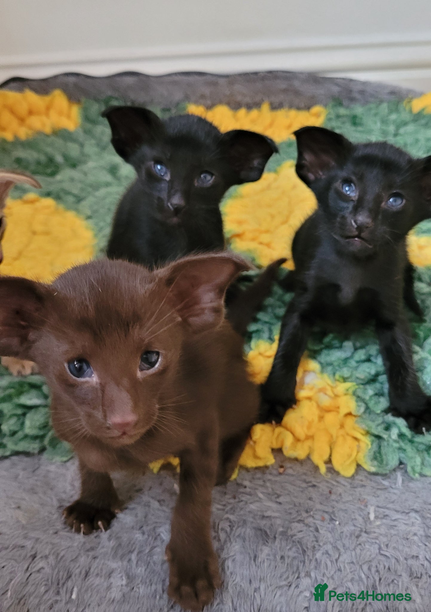 Oriental cats for sale: Modern type Oriental kittens  - Advert 13