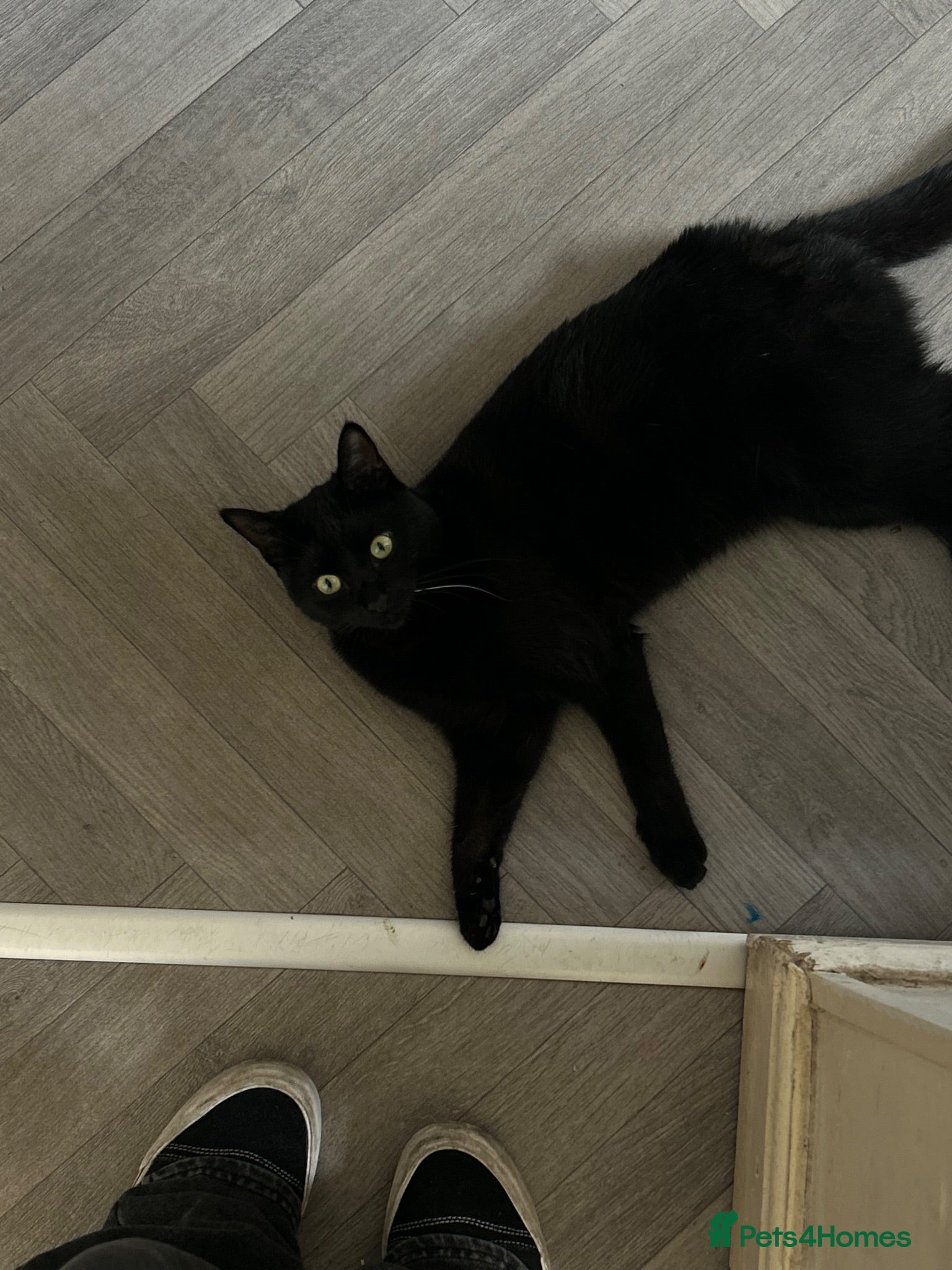 Domestic Shorthair cats Black Domestic shorthair Cat up for sale - Advert 2