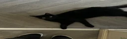 Domestic Shorthair cats for sale: Black Domestic shorthair Cat up for sale in Nottingham - Advert 1