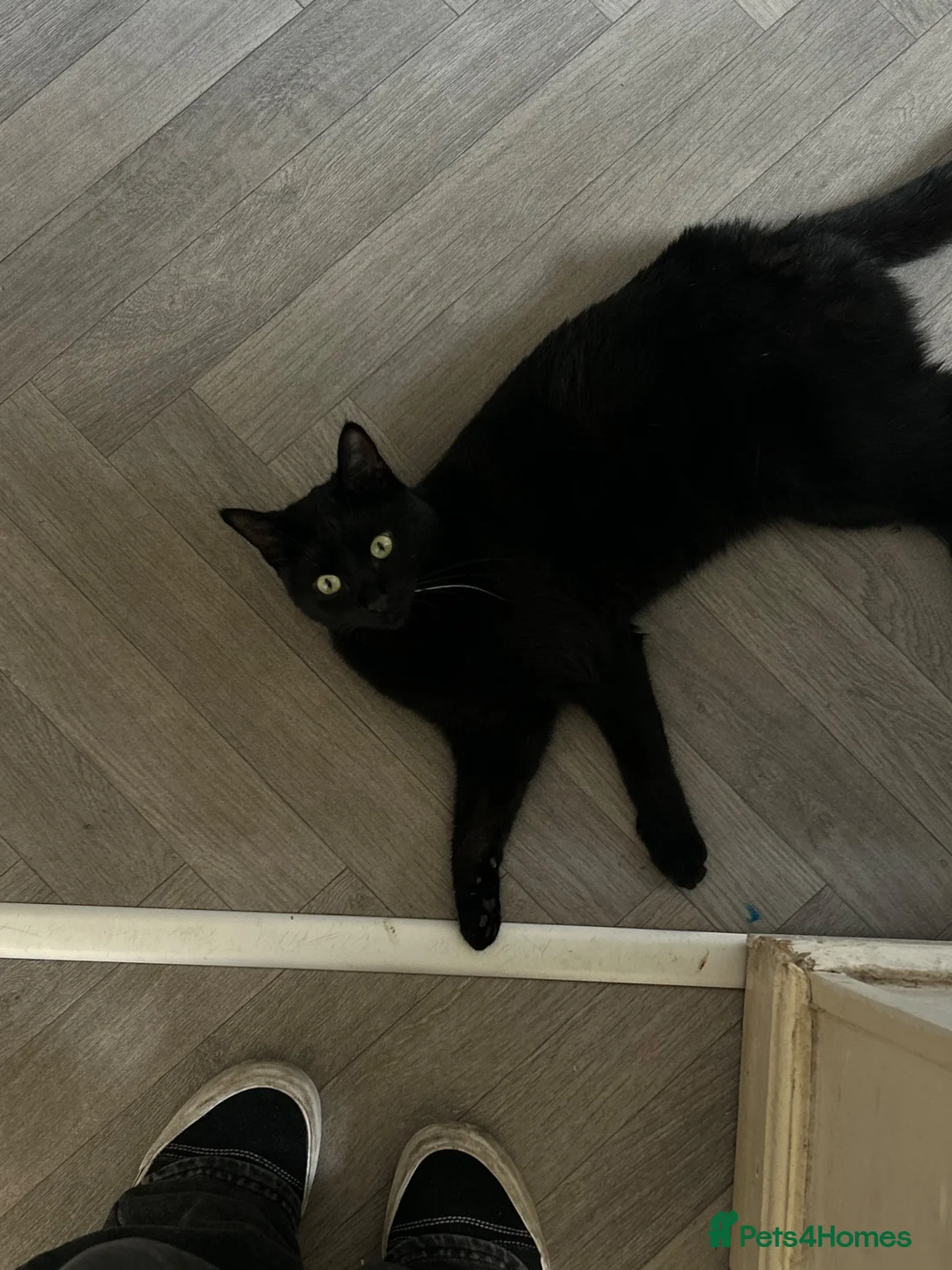 Domestic Shorthair cats for sale: Black Domestic shorthair Cat up for sale in Nottingham - Advert 1