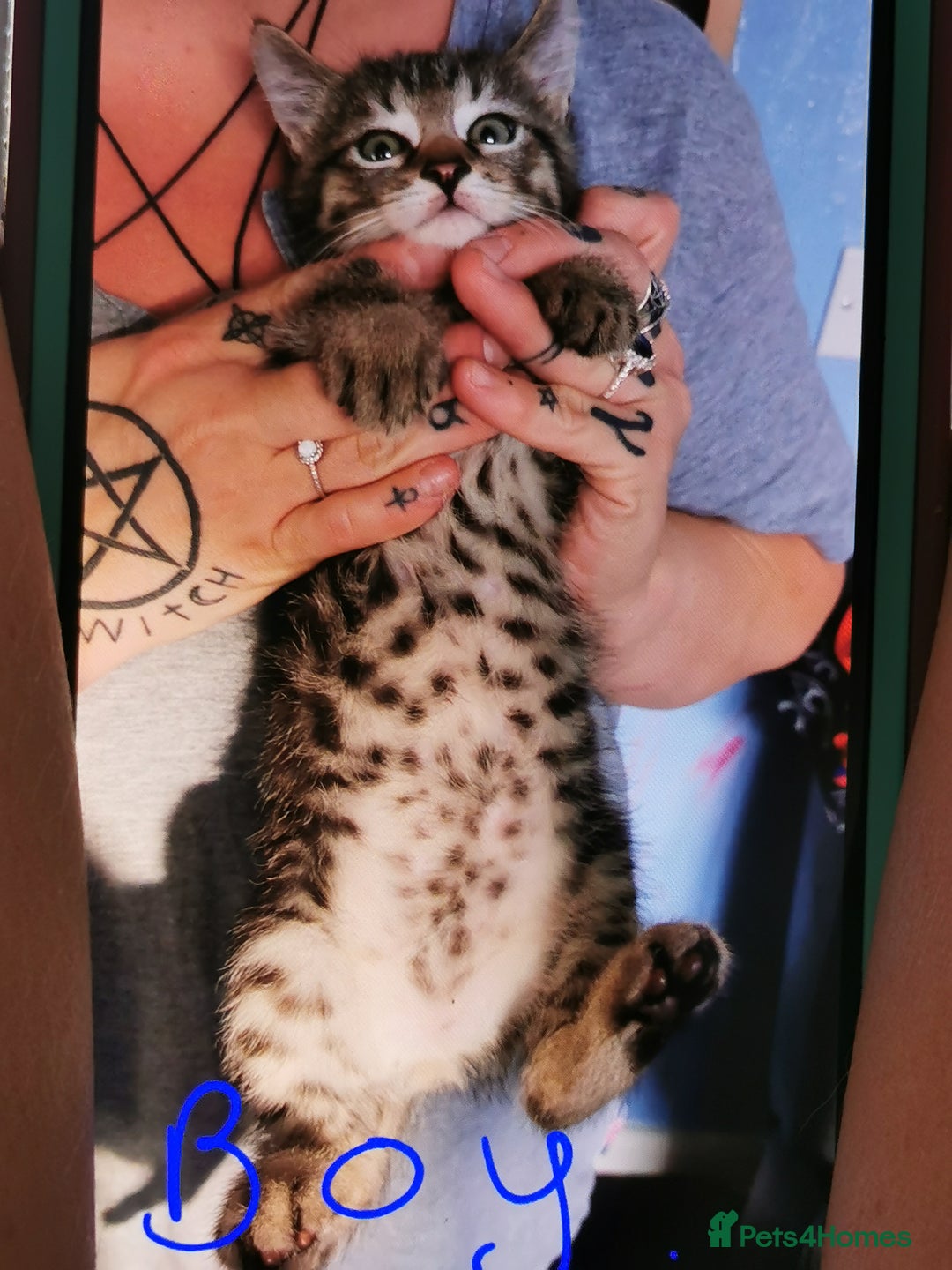 Mixed Breed cats for sale: Mixed breed kittens for sale - Image 1