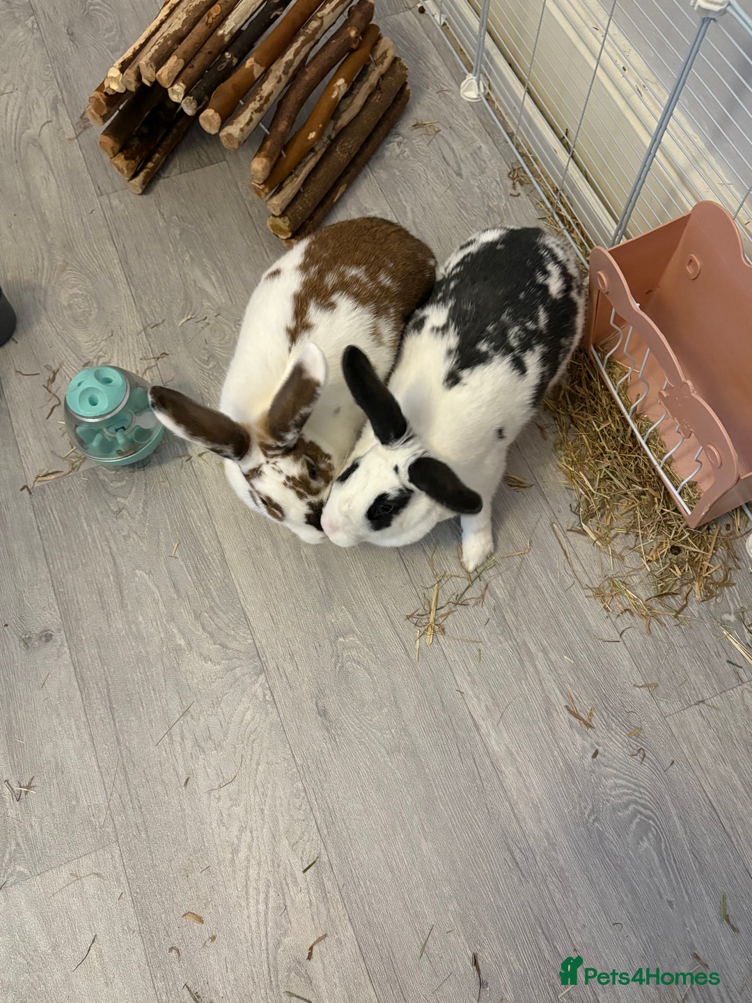 Mixed Breed rabbits for sale: 2 x bonded female rabbits - Advert 4