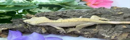 Gecko reptiles for sale: Crested Gecko Collection for sale  - Advert 15