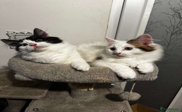 Mixed Breed cats - Advert 16