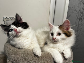 Mixed Breed cats - Advert 15