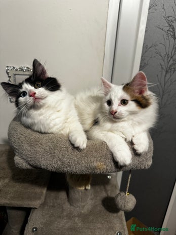 Mixed Breed cats - Advert 16