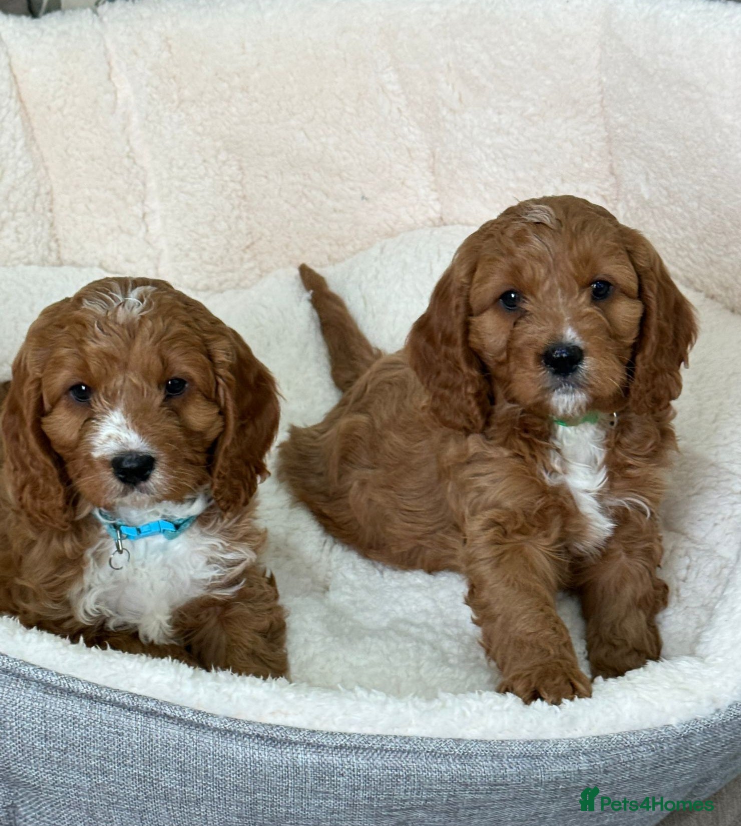 Cavapoo dogs Red and white F1 Cavapoo puppies - Advert 1